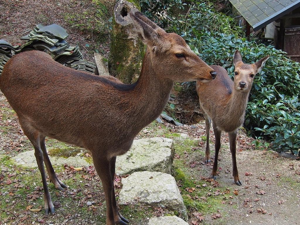 Sakuraya Hotel Hatsukaichi Bagian luar foto